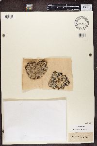 Lepraria membranacea image