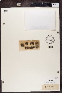 Blastenia ferruginea image