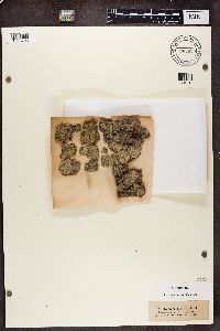 Lecanactis abietina image
