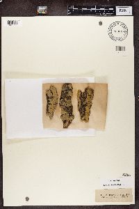 Pertusaria leioplaca image