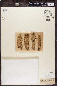 Pertusaria coccodes image