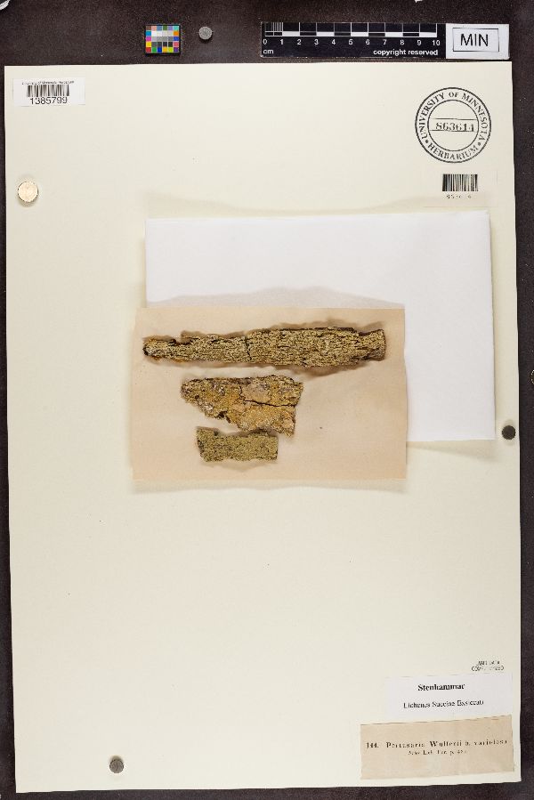 Pertusaria wulfenii var. variolosa image