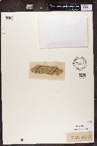 Arthonia pruinata image