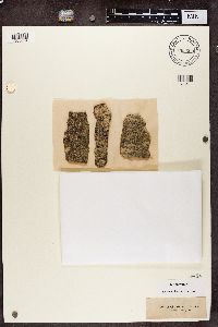 Arthonia radiata image