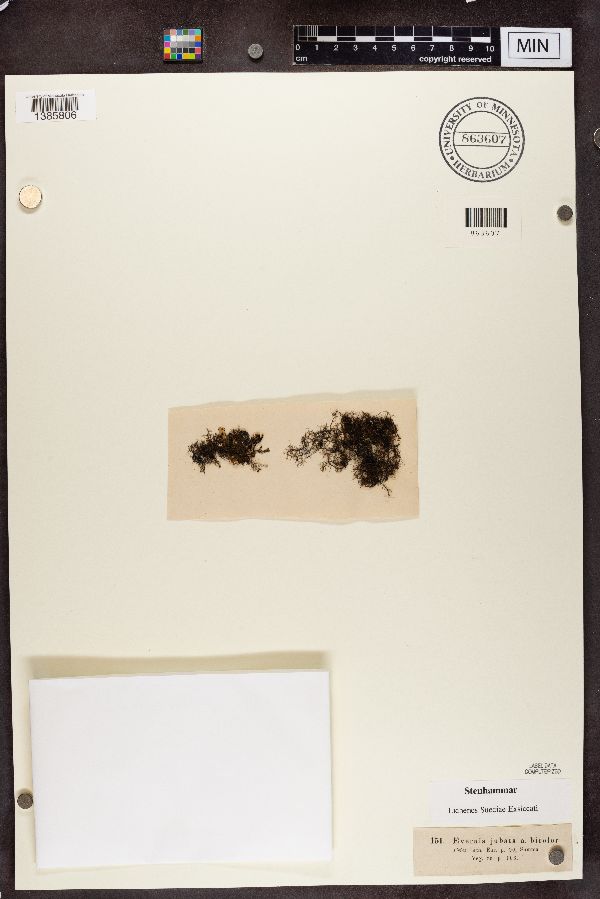 Evernia jubata image