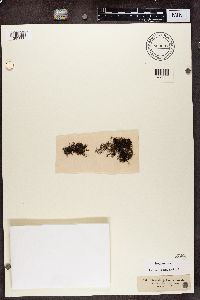 Media resource of Evernia jubata