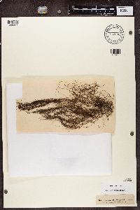 Evernia jubata image