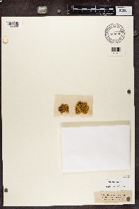 Cetraria juniperina var. alvarensis image