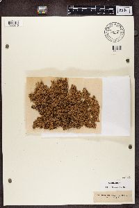 Parmelia saxatilis image