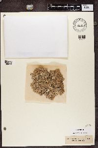 Parmelia saxatilis image