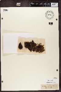 Massalongia carnosa image
