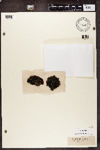 Vahliella leucophaea image