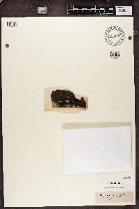 Parmeliella triptophylla image