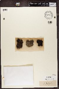 Dermatocarpon luridum image