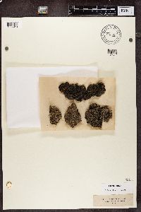 Trapeliopsis granulosa image
