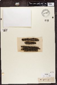 Trapeliopsis granulosa image
