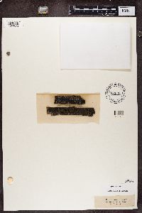 Trapeliopsis flexuosa image