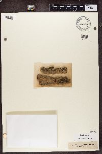 Biatora globulosa image