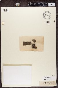 Media resource of Scoliciosporum chlorococcum