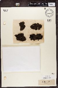 Placynthiella uliginosa image