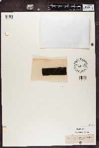 Placynthiella icmalea image