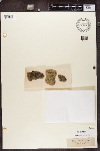Lecidea enteroleuca image