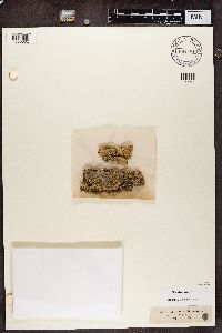 Thelotrema lepadinum image