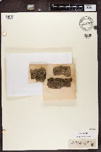 Opegrapha vulgata image