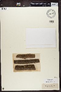 Arthopyrenia analepta image