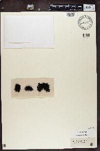 Cornicularia normoerica image