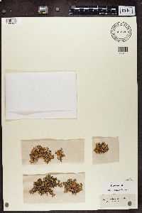 Ramalina pollinaria image