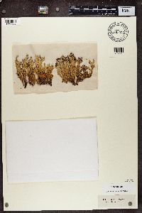 Cladonia turgida image