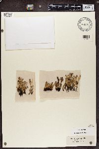 Cladonia gracilis image