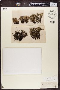 Cladonia phyllophora image