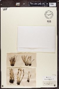 Cladonia cornuta image