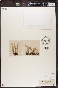 Cladonia subulata image