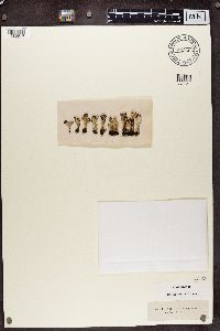 Cladonia coccifera image