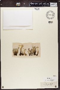 Cladonia deformis image