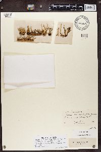 Cladonia digitata image