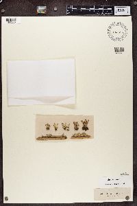 Cladonia botrytes image