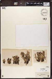 Cladonia squamosa image