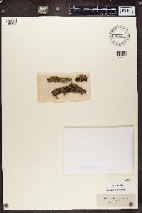 Cladonia parasitica image