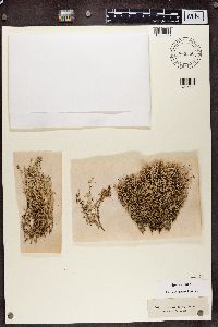 Cladonia rangiferina image