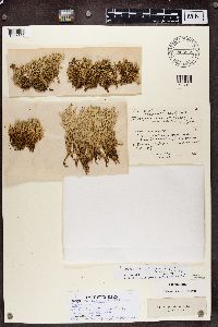 Cladonia uncialis image