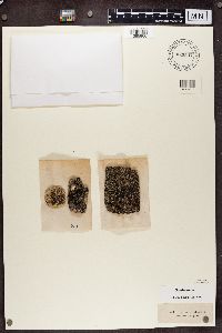 Phaeophyscia orbicularis image