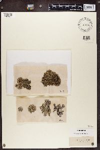 Physcia caesia image