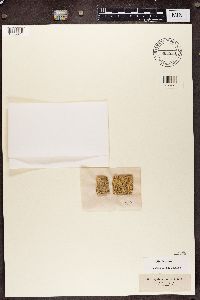 Sphinctrina turbinata image