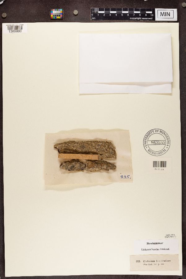 Calicium lenticulare image