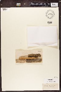 Calicium salicinum image