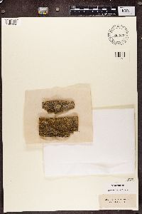 Calicium adspersum image